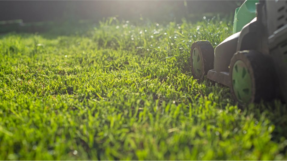 Lawn being mowed