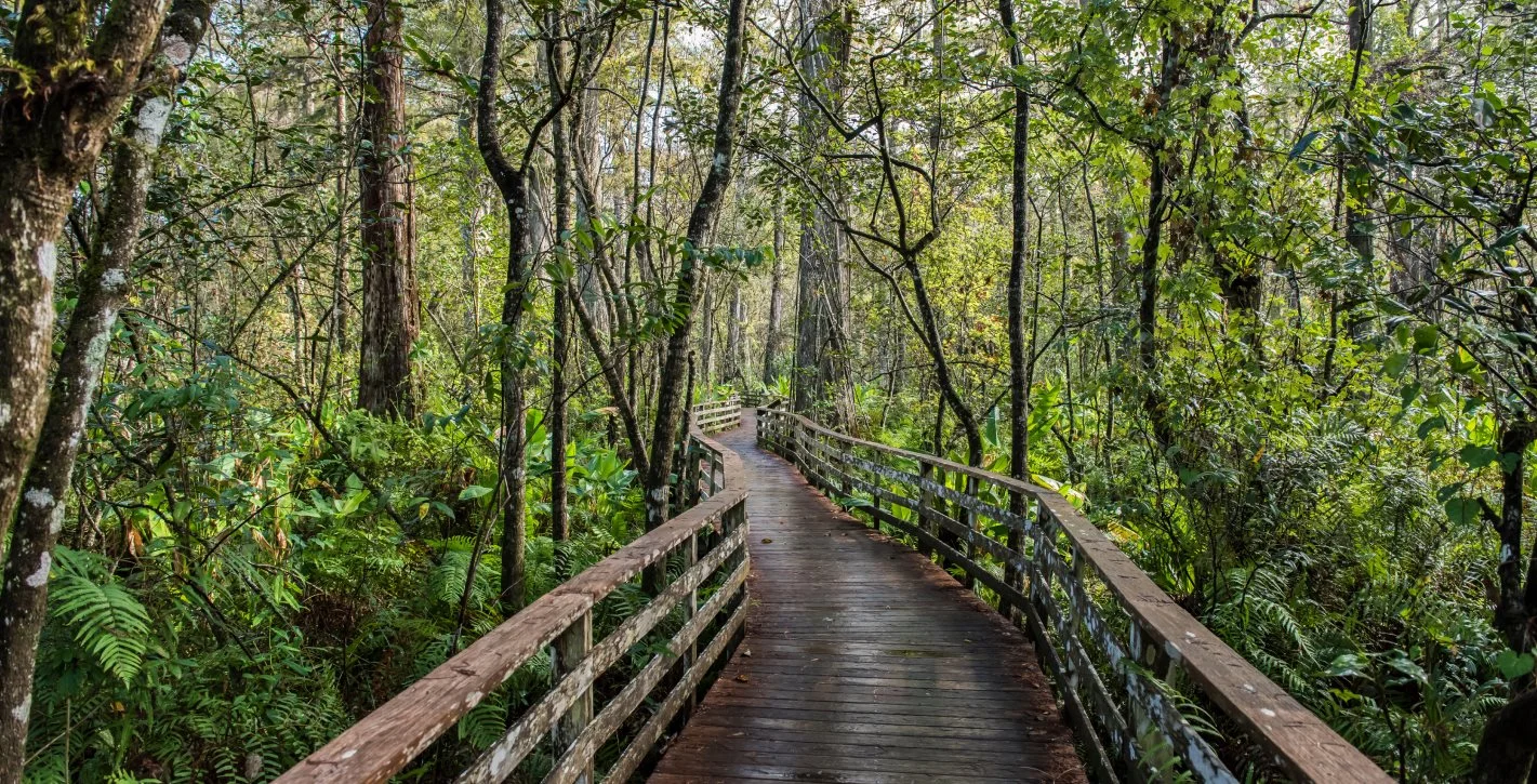 Corkscrew Swamp trail