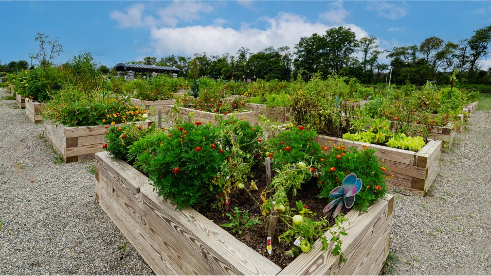 Community garden