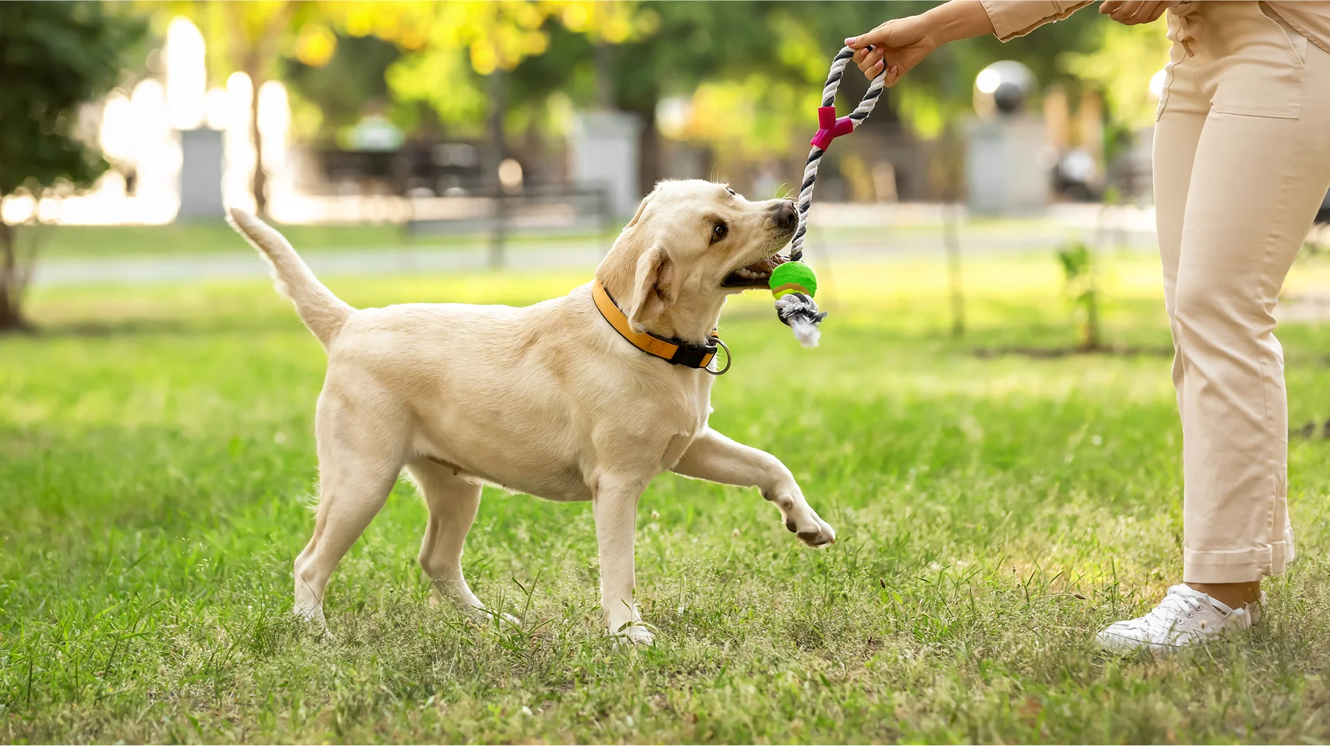 N Pic Animals Pets Dogs Outdoors Park Chew Toy