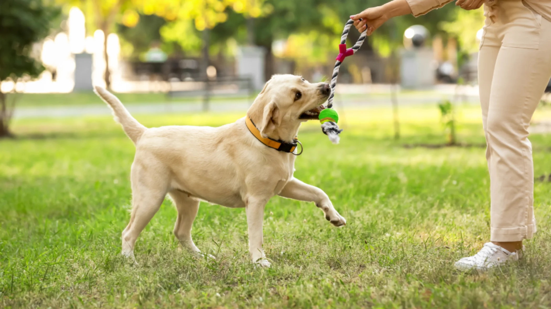 Stock Dog Park Image