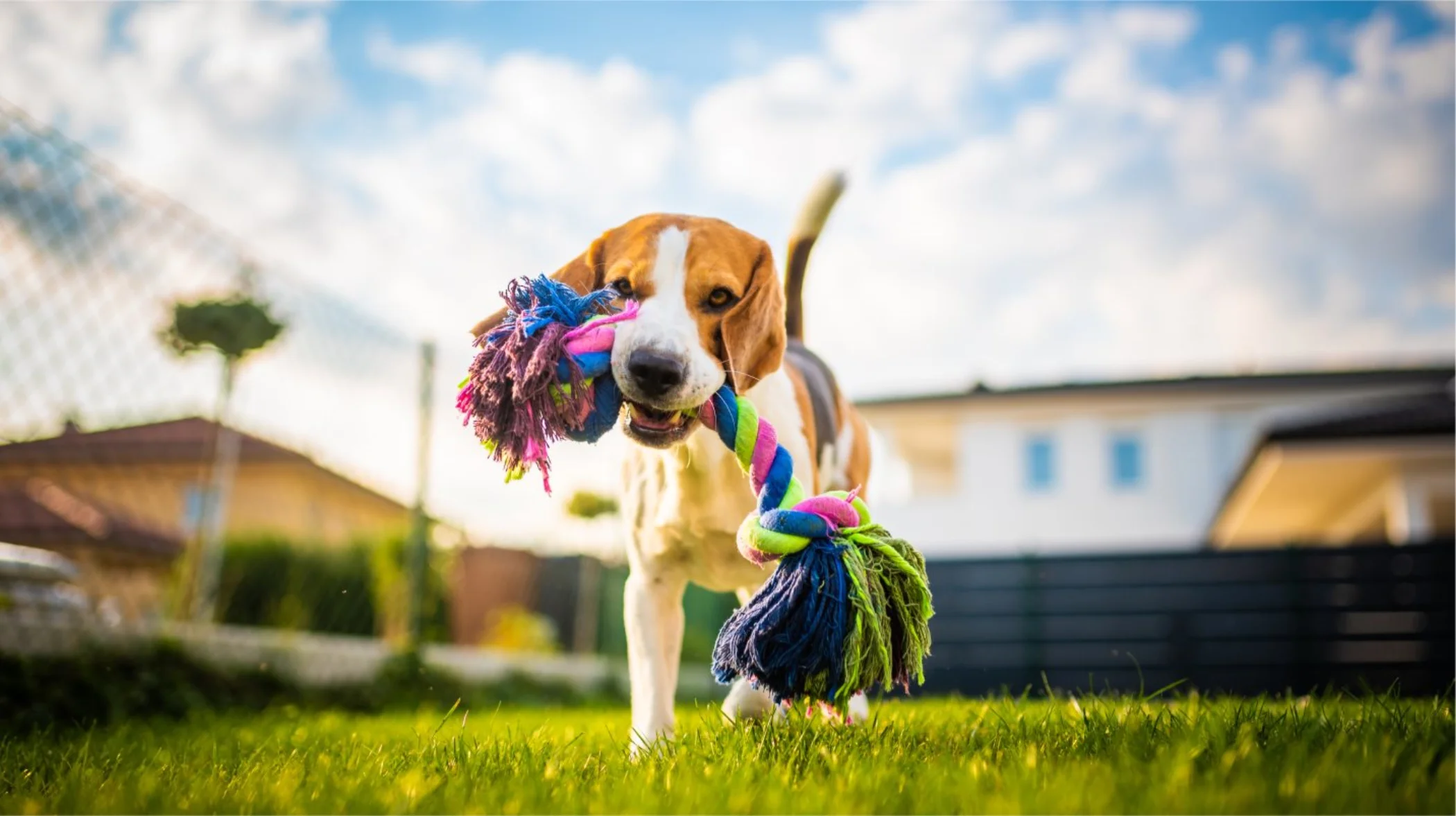 Dog Park