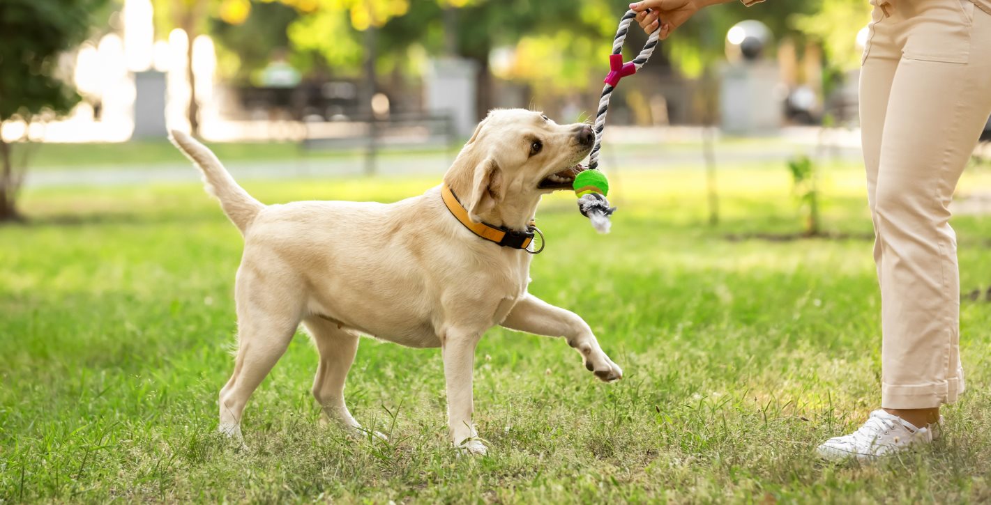 Dog playing with toy