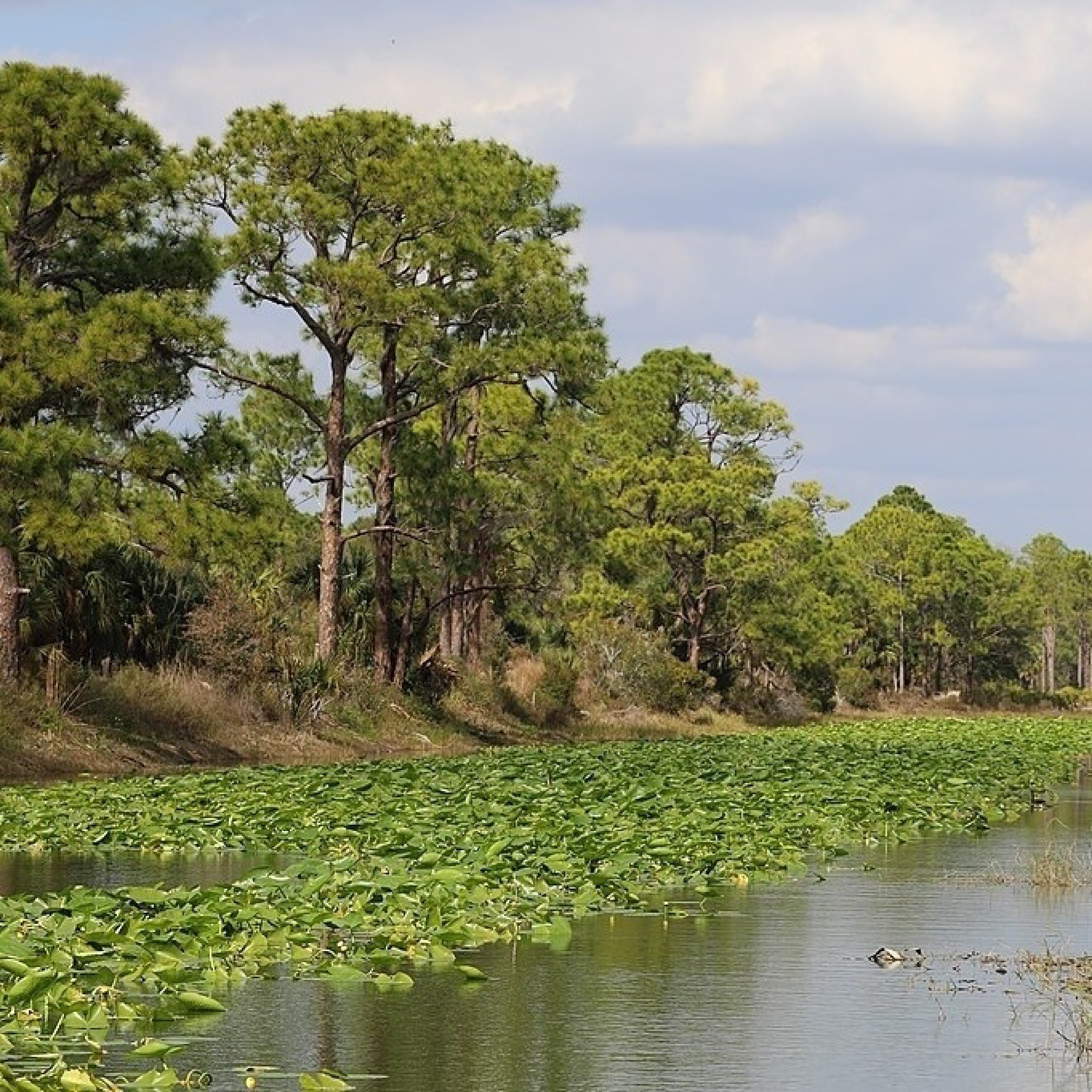 Babock Webb Wildlife Preserve