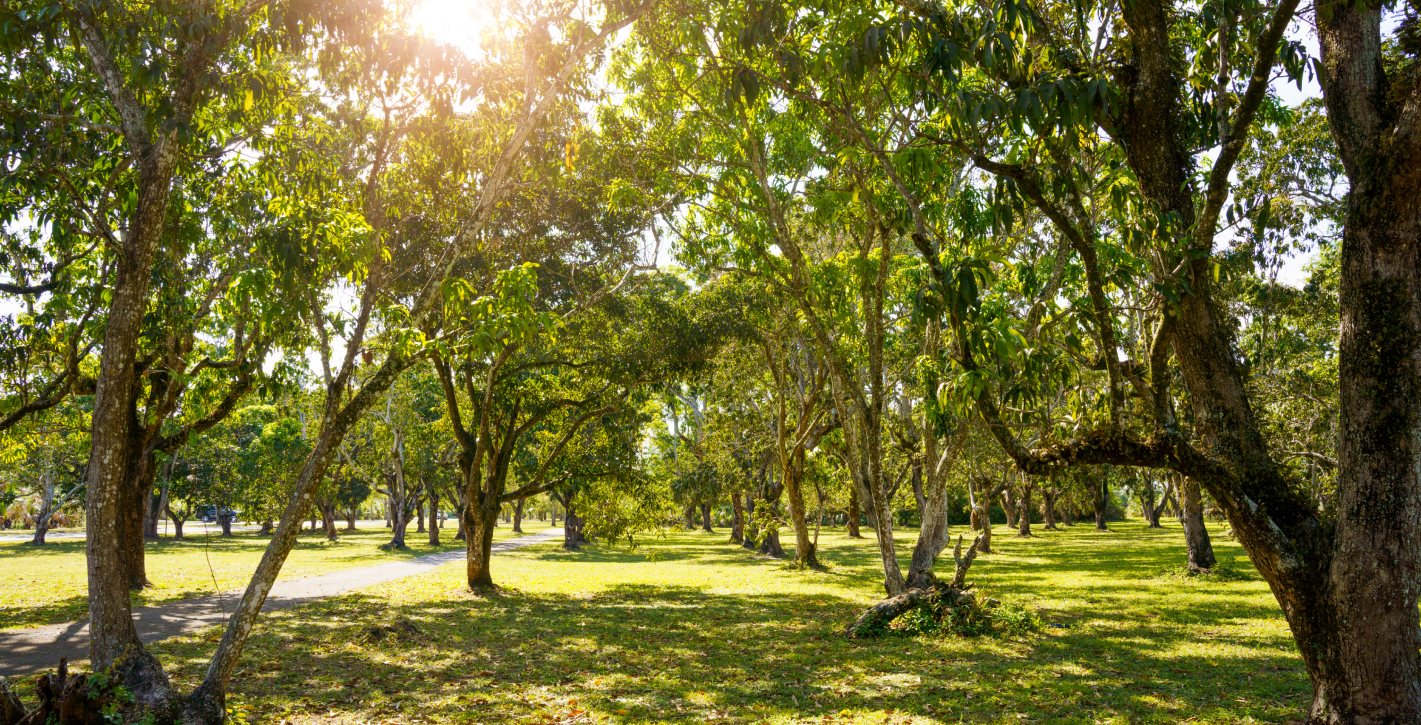 Park