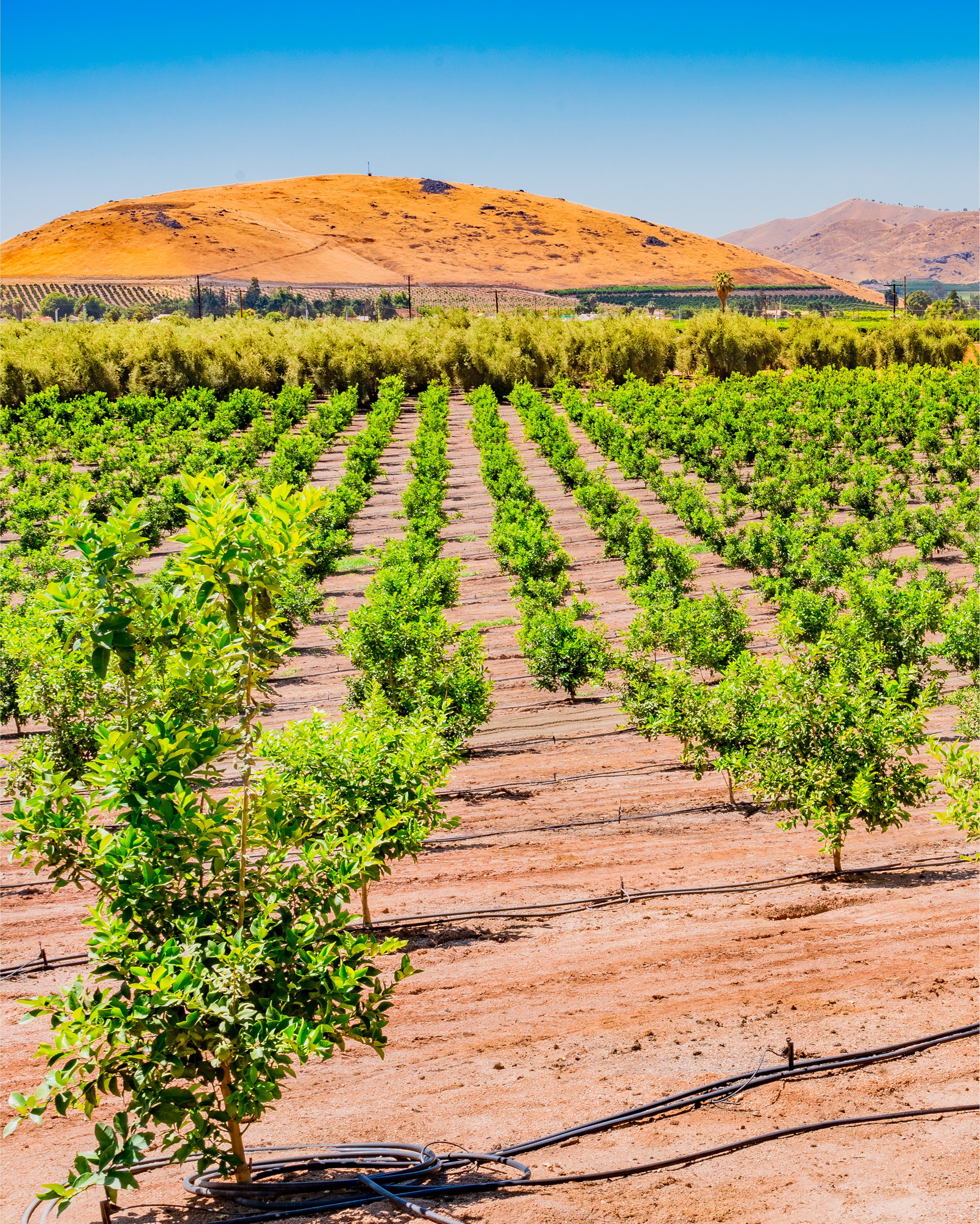 Central Valley Farms
