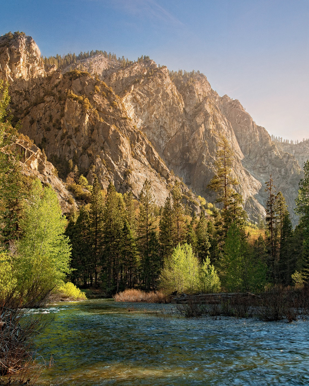 Sequoias