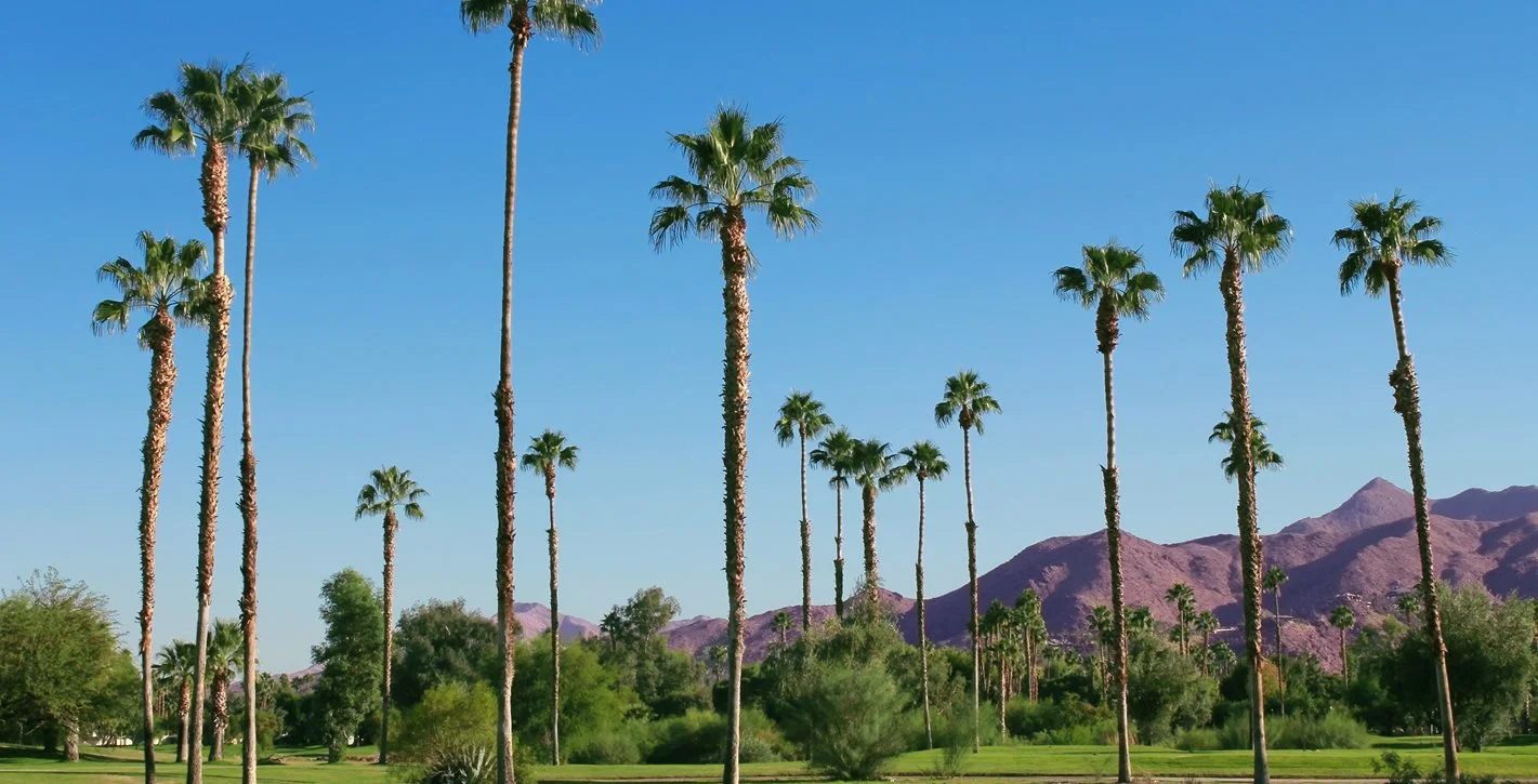 Palm trees at a golf course