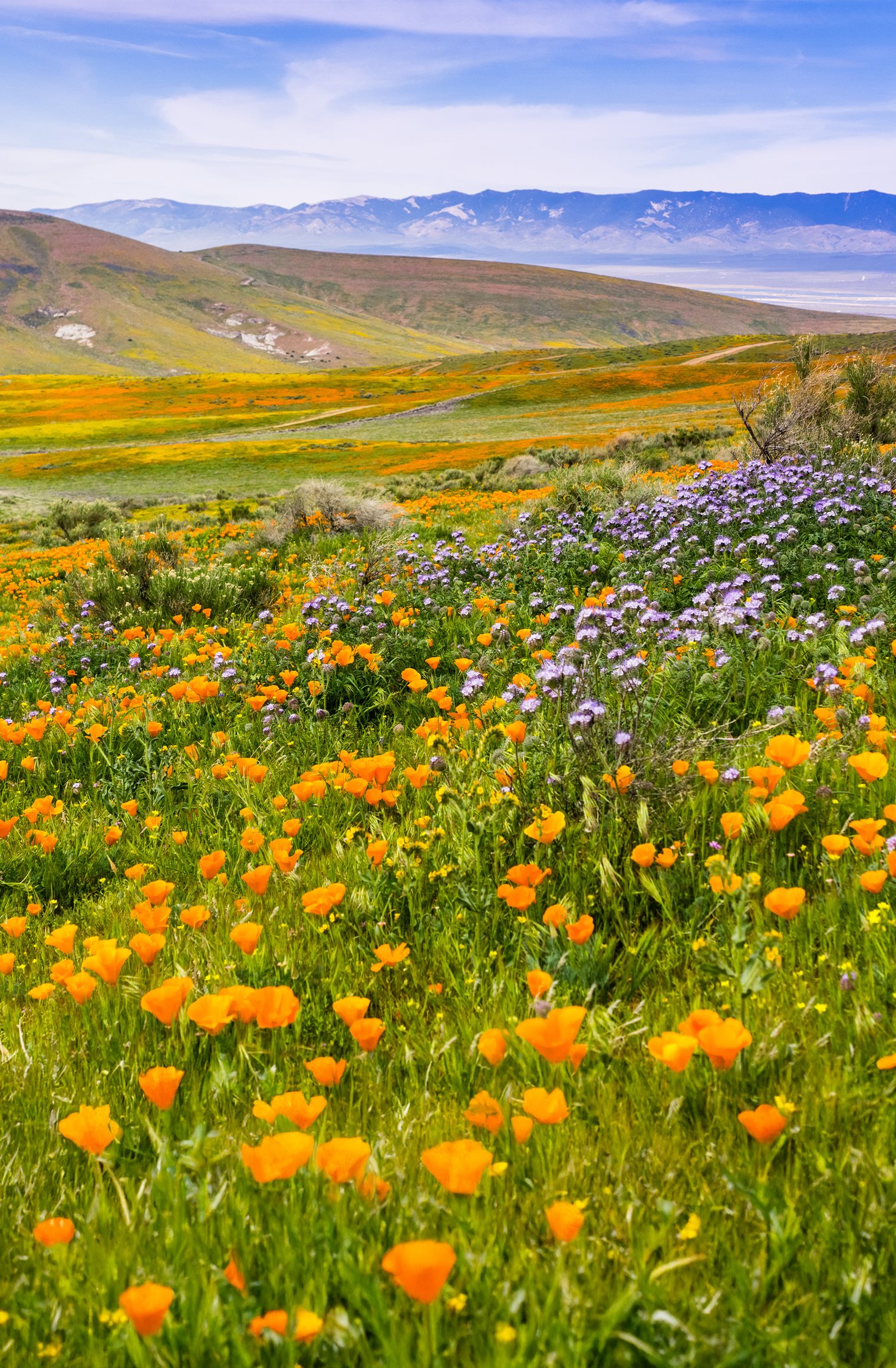 California State