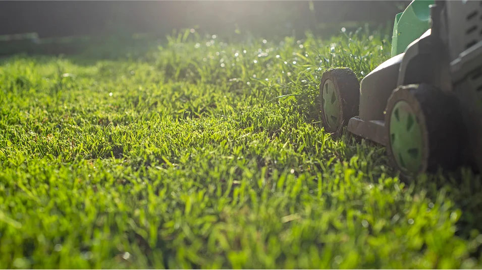 Fully Maintained Lawns