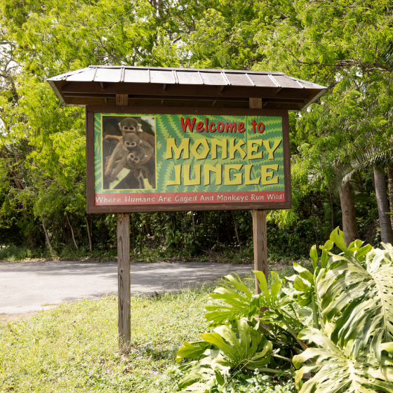 Monkey Jungle