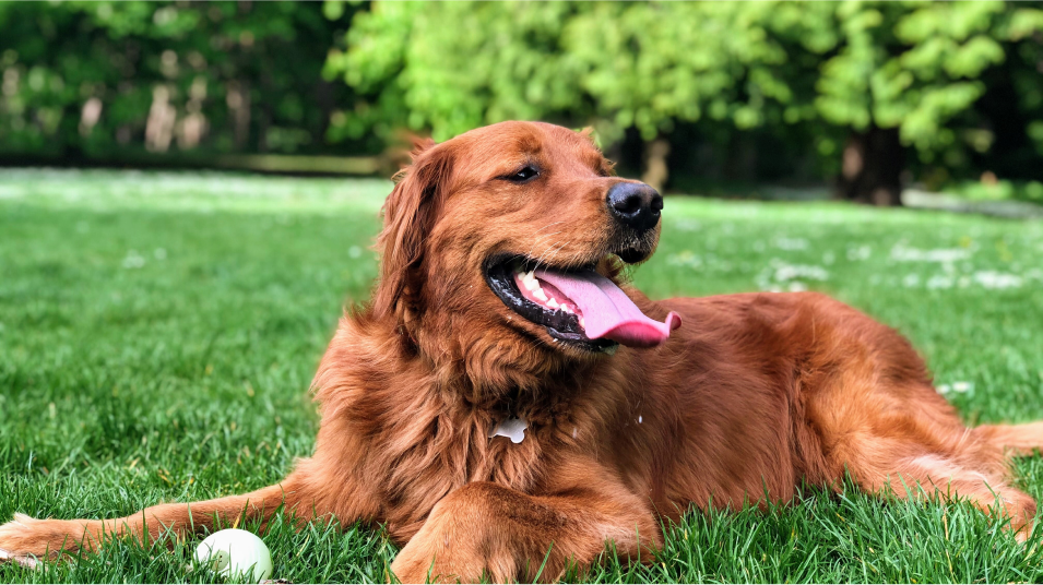 Dog at Park