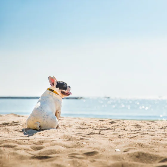 Beach Dog Landing Page Square 560x560