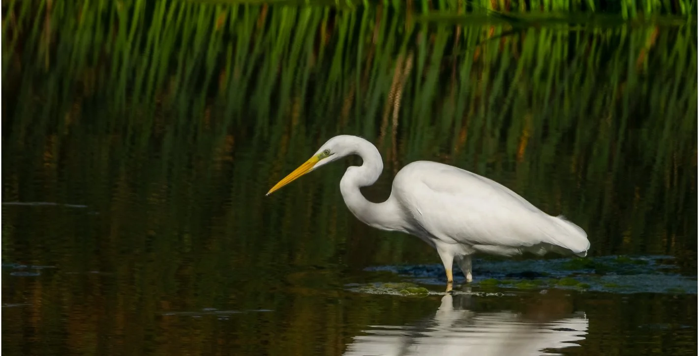Four Mile Cove Ecological Preserve 