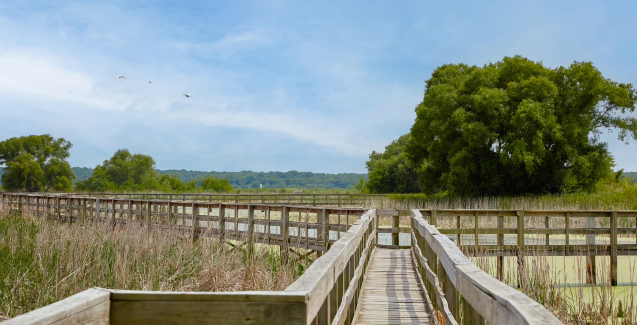Wetland Center