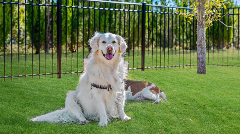 Dog Park
