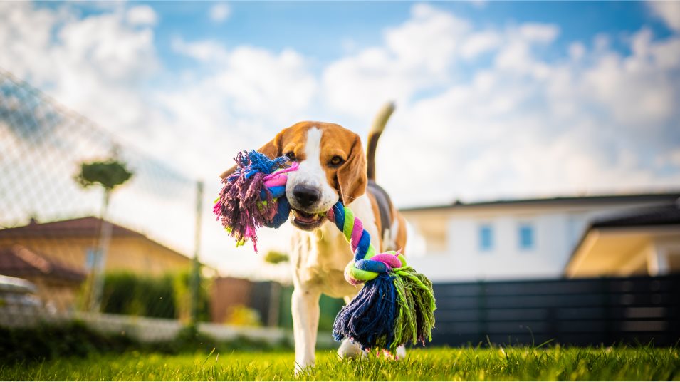 Dog Park