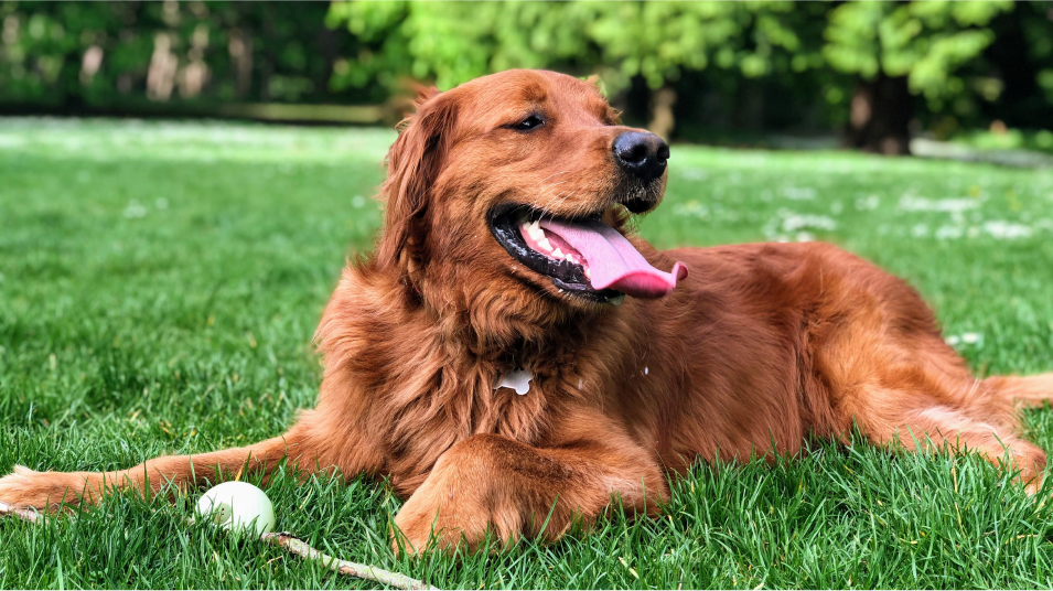 Stock Dog Park Image