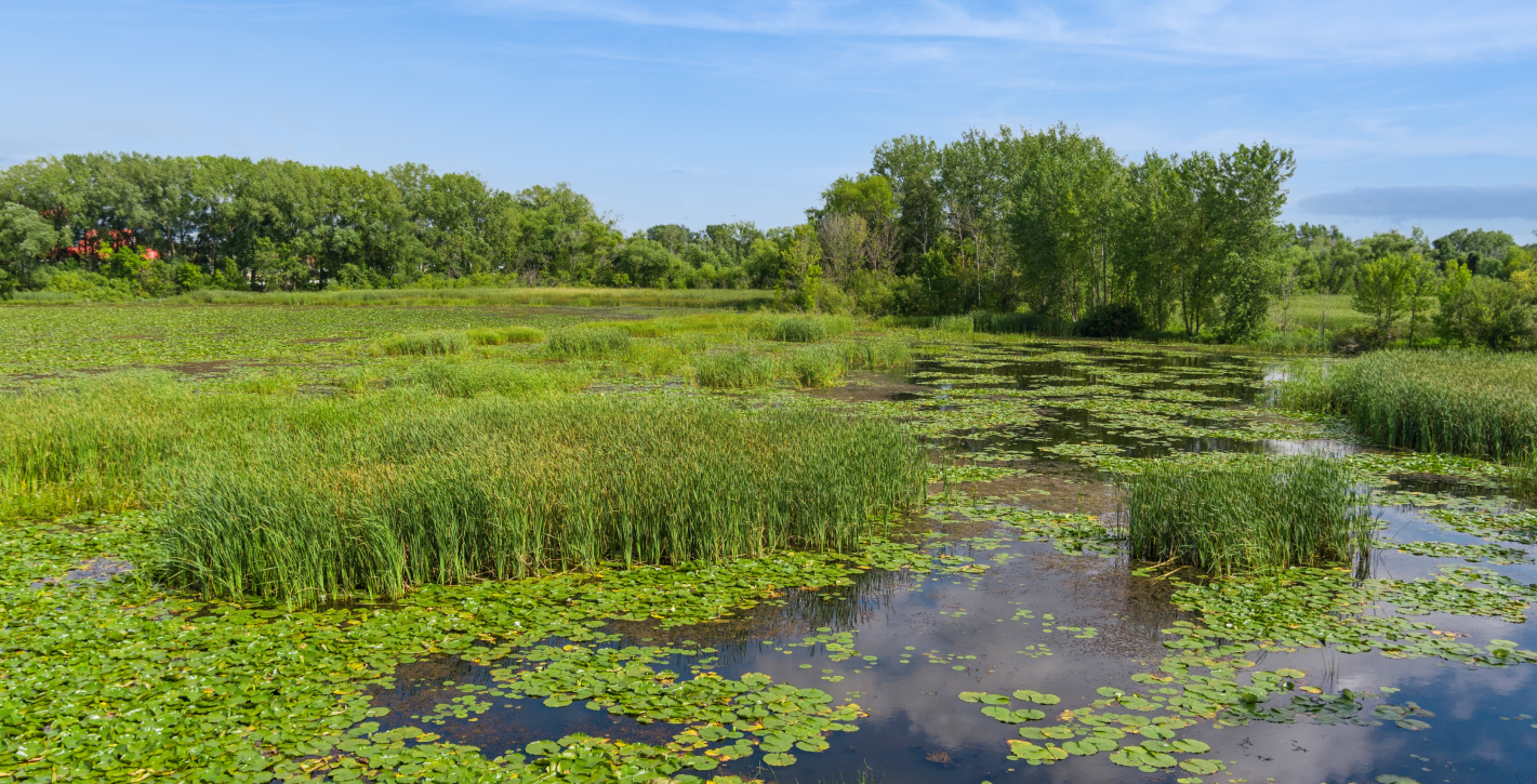 Wetlands