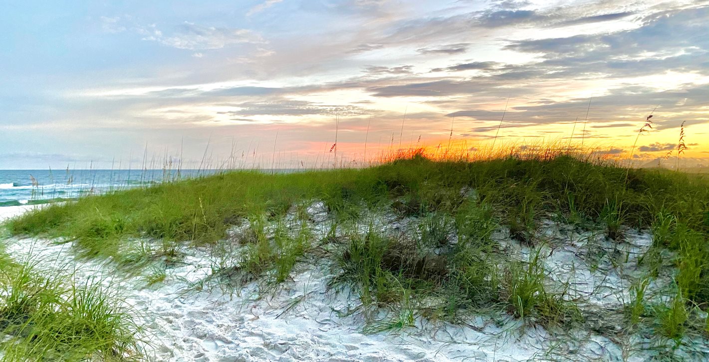 Beach dune
