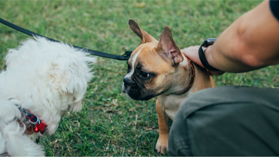 Dog park