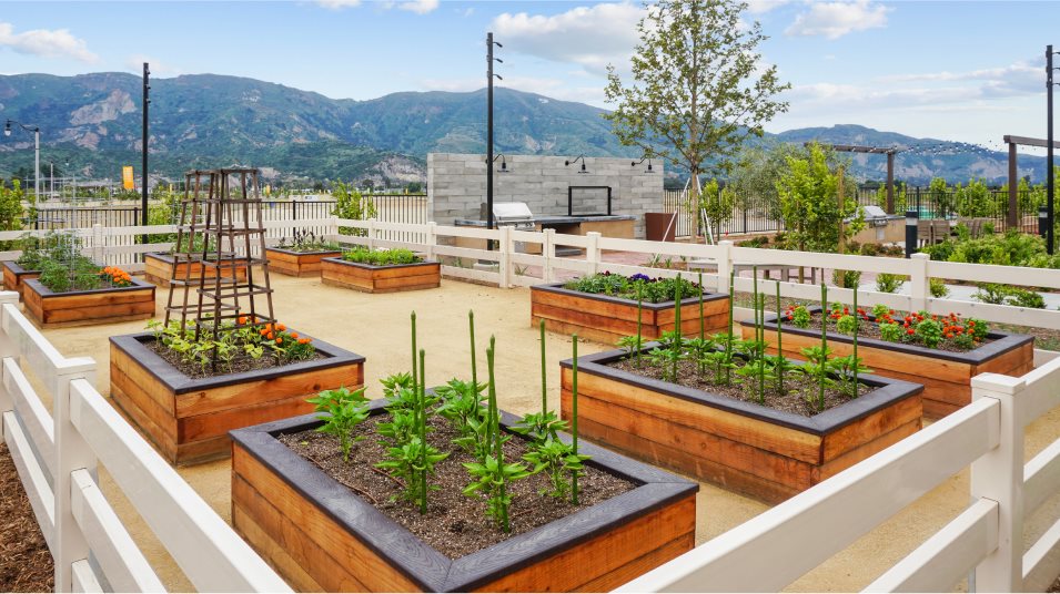 Community Garden