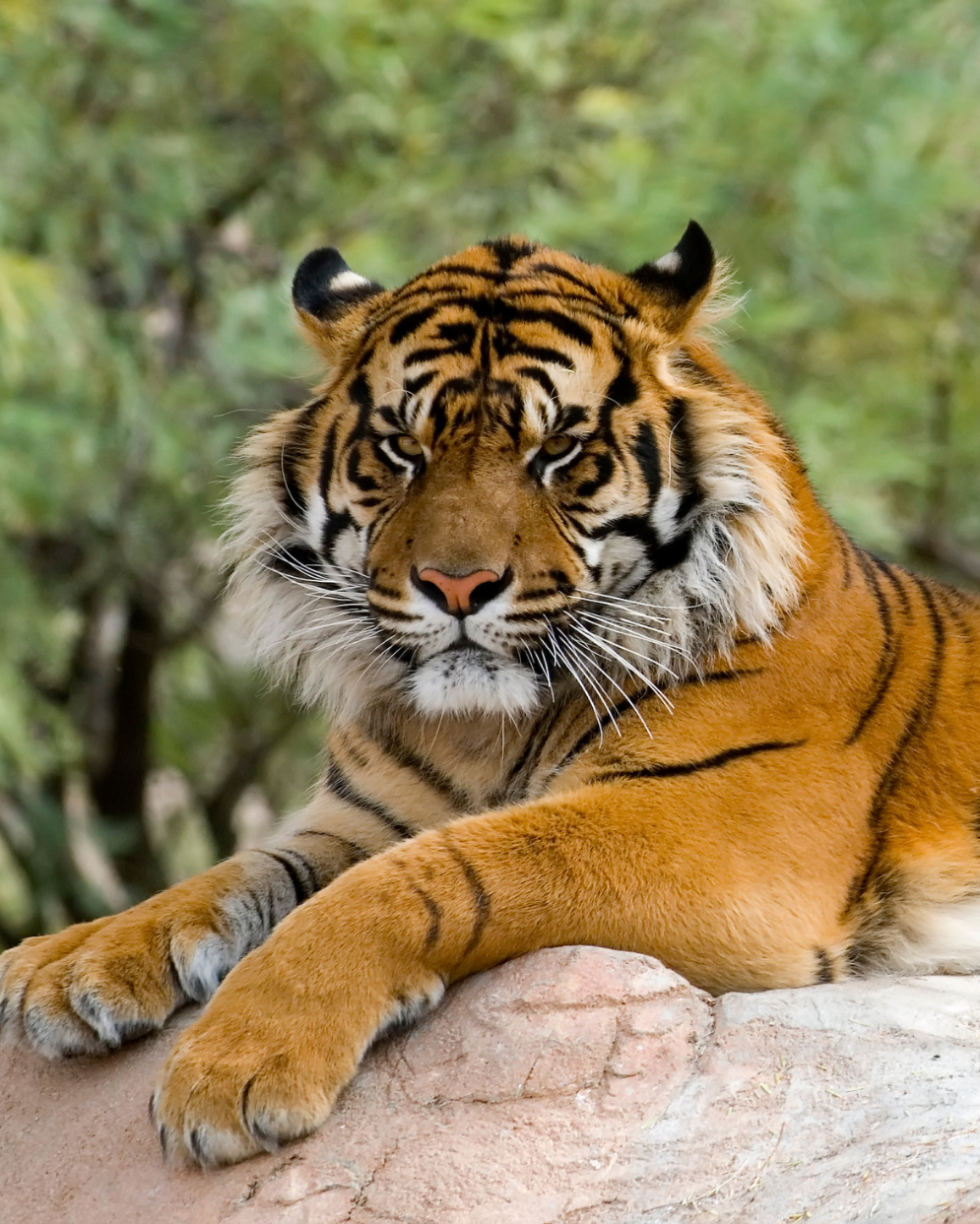 Tiger at the Zoo