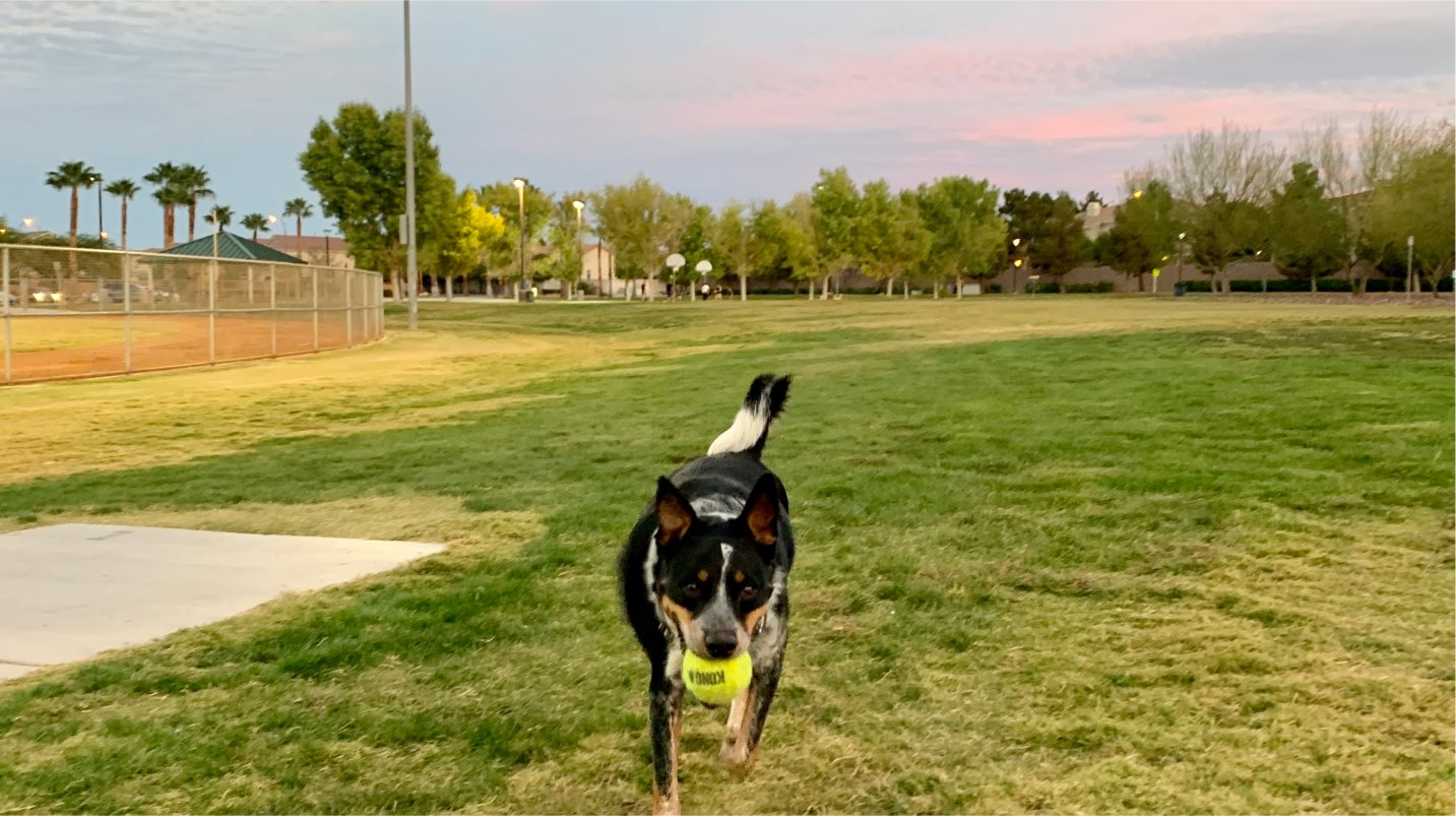Highpointe Black Mountain Ranch Dog Park