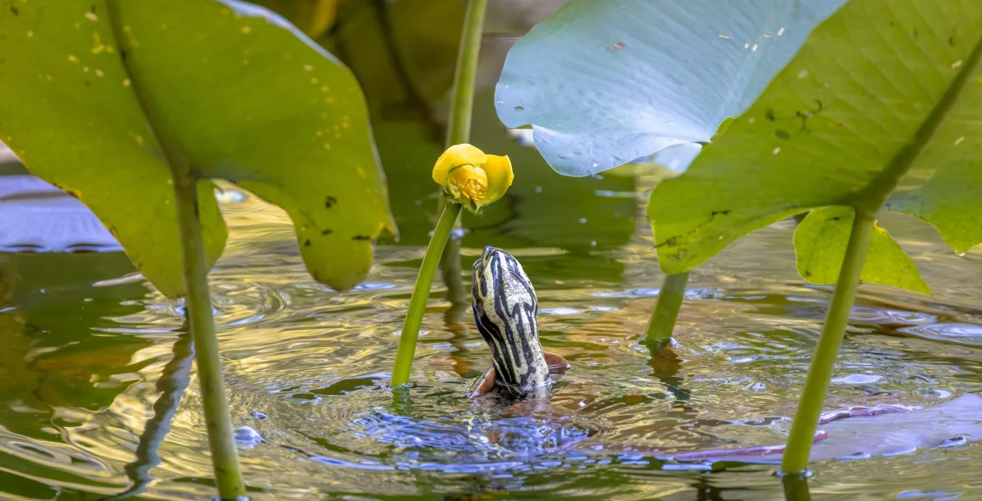 Close up of wildlife at Six Mile Cypress Slough 